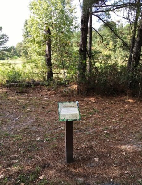 LINCOLN’S TOMB WHITE OAK MEMORIAL TREE