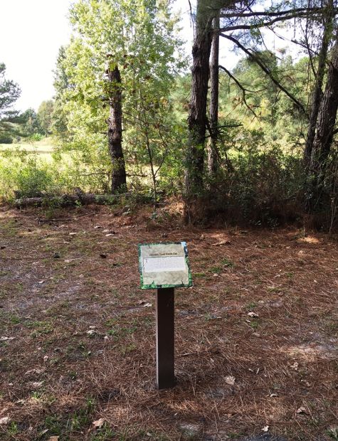 LINCOLN’S TOMB WHITE OAK MEMORIAL TREE