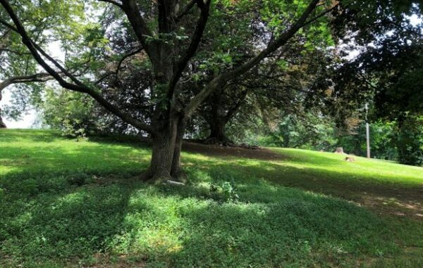 LANCASTER WORLD WAR I HEROES MEMORIAL TREE