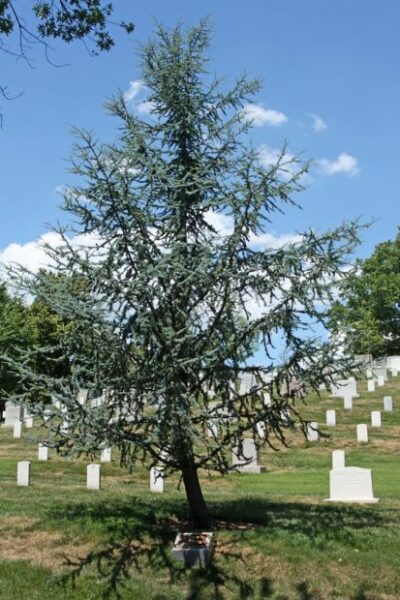 THE PEACEMAKER MEMORIAL TREE