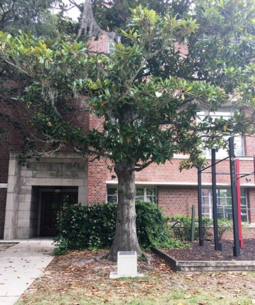 THE FREEDOM TREE CAPT. JACK R. HARVEY MEMORIAL