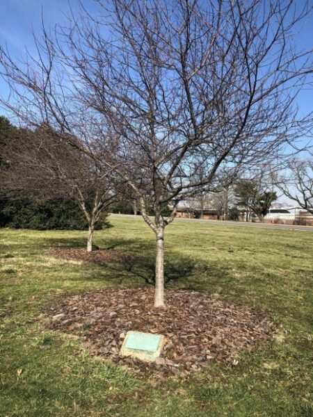 MAJOR RICHARD HEATH WAR MEMORIAL TREE