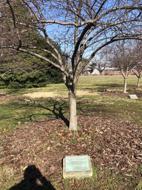 MAJOR J.J. ULRICH RIVALDI WAR MEMORIAL TREE