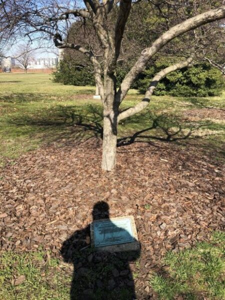 COLONEL GEORGE ARMISTEAD WAR MEMORIAL TREE