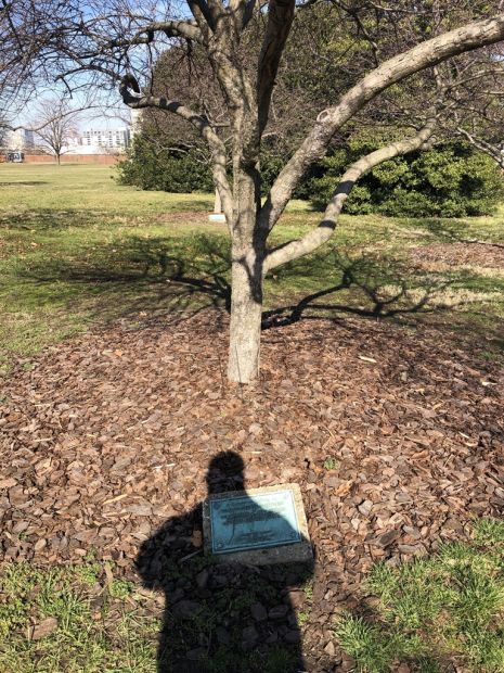 COLONEL GEORGE ARMISTEAD WAR MEMORIAL TREE