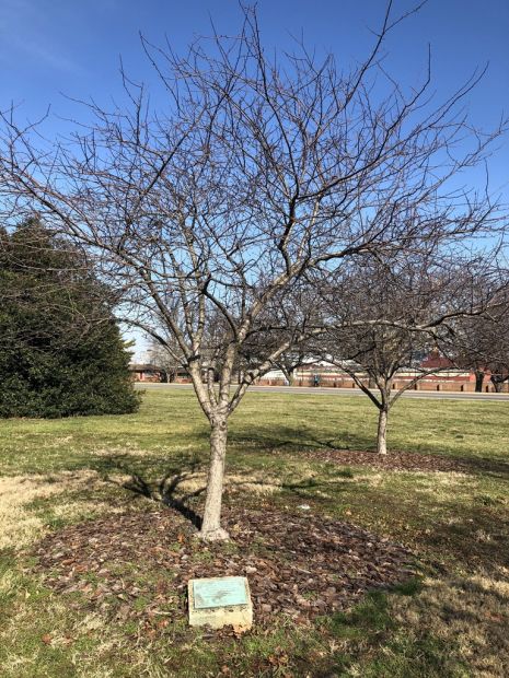 LIEUTENANT JOHN FRAZIER WAR MEMORIAL TREE