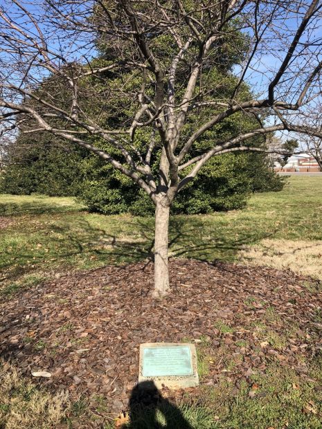 LIEUTENANT H.S. NEWCOMB WAR MEMORIAL TREE