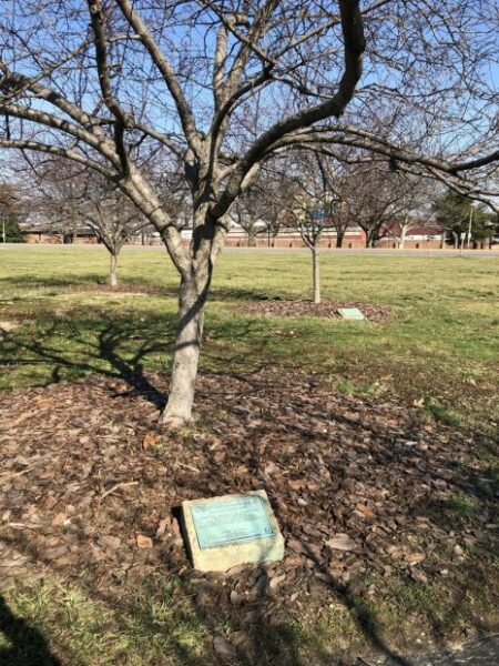 FRANCIS SCOTT KEY WAR MEMORIAL TREE