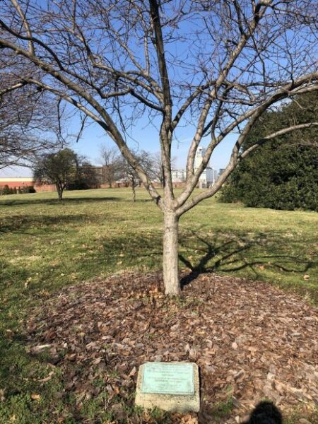 COLONEL WILLIAM M. MCDONALD WAR MEMORIAL TREE