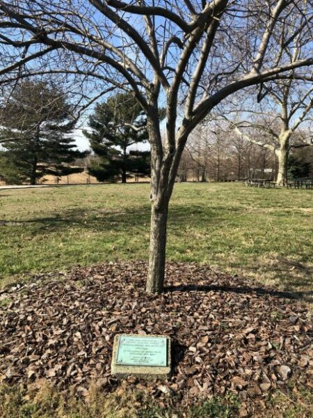 COLONEL BENJAMIN FOWLER WAR MEMORIAL TREE