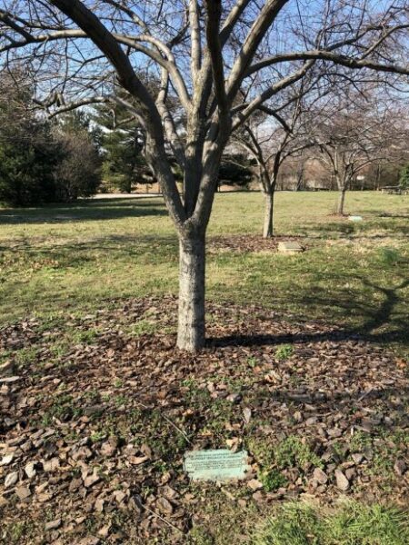 CAPTAIN WILLIAM H. ADDISON WAR MEMORIAL TREE