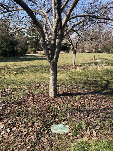 CAPTAIN WILLIAM H. ADDISON WAR MEMORIAL TREE