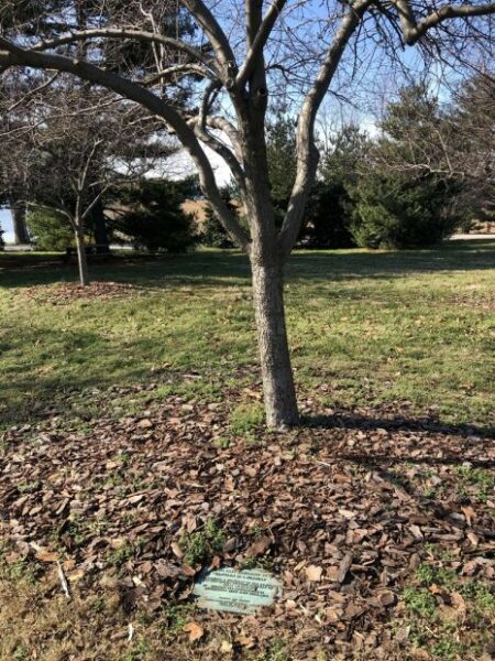 CAPTAIN M.S. BUNDURY WAR MEMORIAL TREE