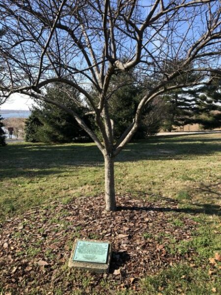 CAPTAIN FRANCIS HANCOCK WAR MEMORIAL TREE