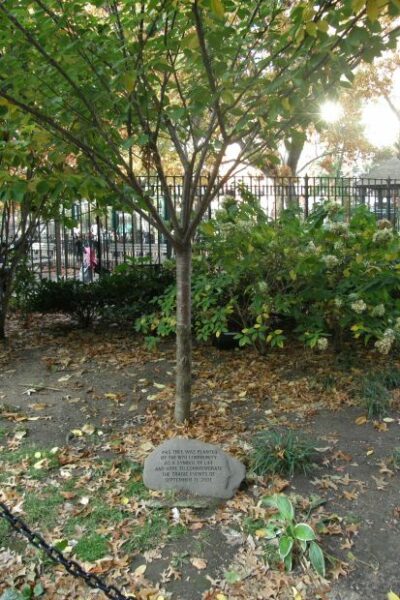 NYU SEPTEMBER 11TH MEMORIAL TREE