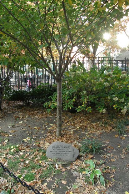 NYU SEPTEMBER 11TH MEMORIAL TREE