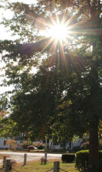 PFC FRANKLIN A. SHEPHERD WAR MEMORIAL TREE