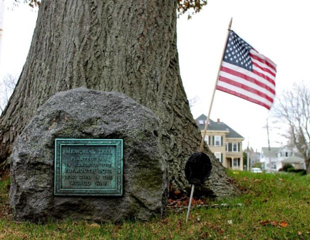 PLYMOUTH WORLD WAR MEMORIAL TREE