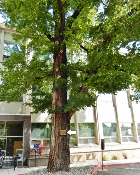 CARSON CITY WASHINGTON ELM MEMORIAL TREE