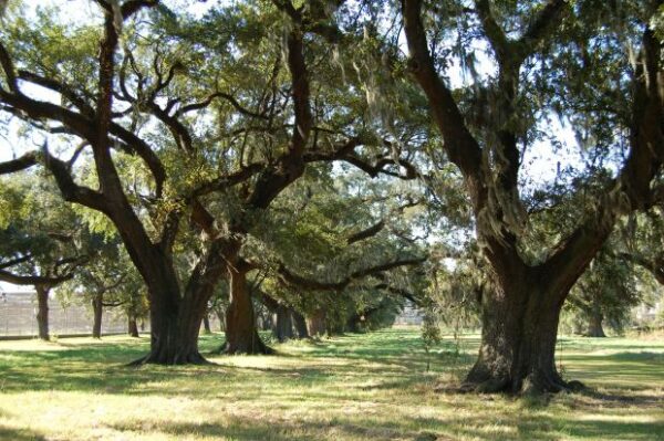THESE VERSAILLES OAKS WAR MEMORIAL TREES