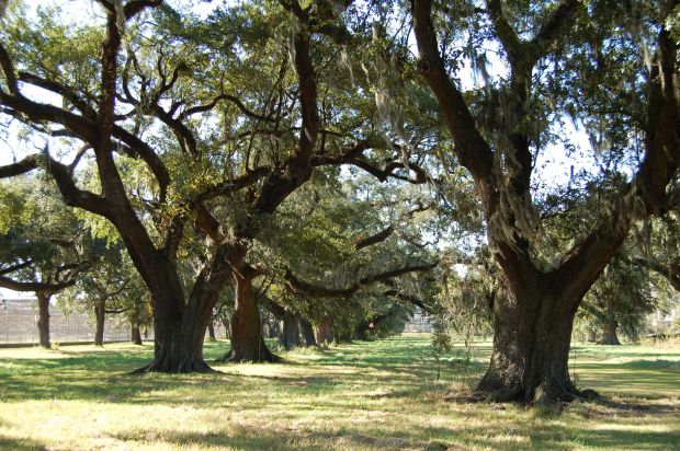 THESE VERSAILLES OAKS WAR MEMORIAL TREES
