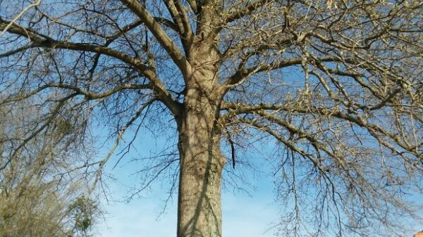 AMERICA’S MEDAL OF HONOR RECIPIENTS MEMORIAL TREE MOUND CITY