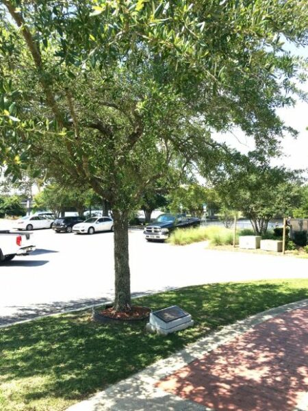 SANTA ROSA COUNTY VETERANS MEMORIAL PLAZA THE LIBERTY TREE