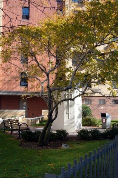 NEW YORK CITY VETERANS ADMINISTRATION MEDAL OF HONOR MEMORIAL TREE
