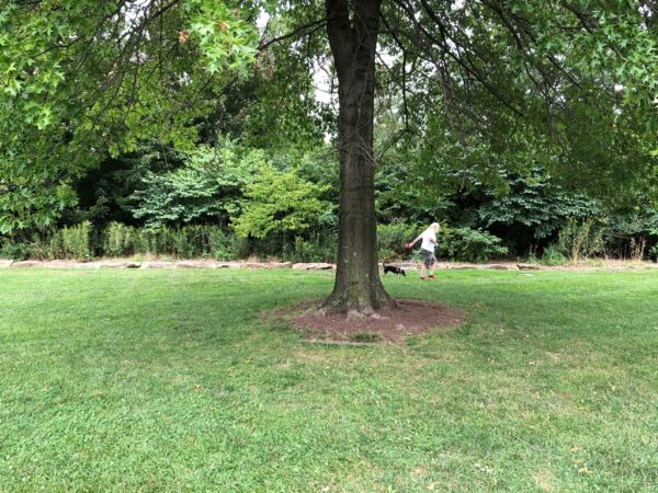 PITTSBURGH PEACE TREE MEMORIAL