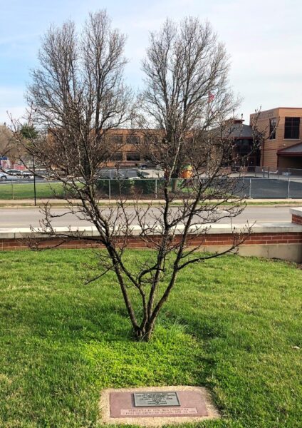THE FREEDOM TREE LE. COL. DONALD .L. RISSI WAR MEMORIAL TREE