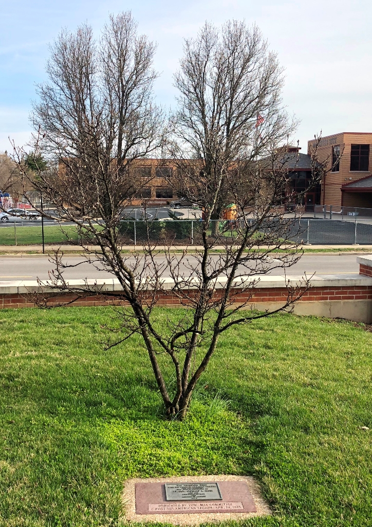 THE FREEDOM TREE LE. COL. DONALD .L. RISSI WAR MEMORIAL TREE