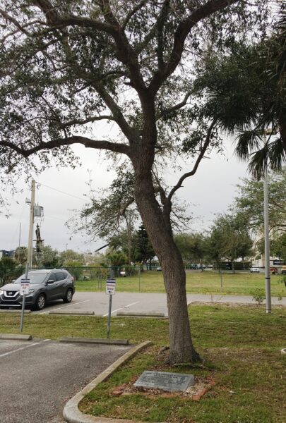 SONS OF THE AMERICAN REVOLUTION WAR MEMORIAL TREE