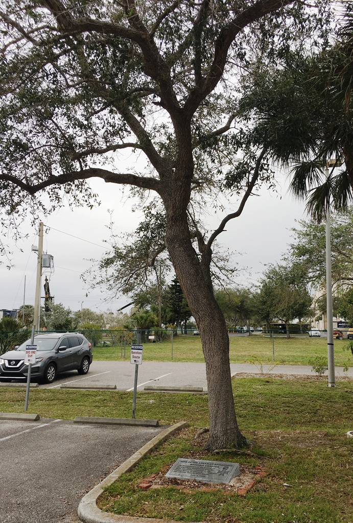 SONS OF THE AMERICAN REVOLUTION WAR MEMORIAL TREE