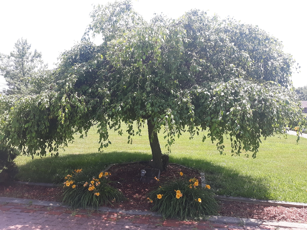 VIETNAM P.O.W.’S AND M.I.A.’S MEMORIAL TREE