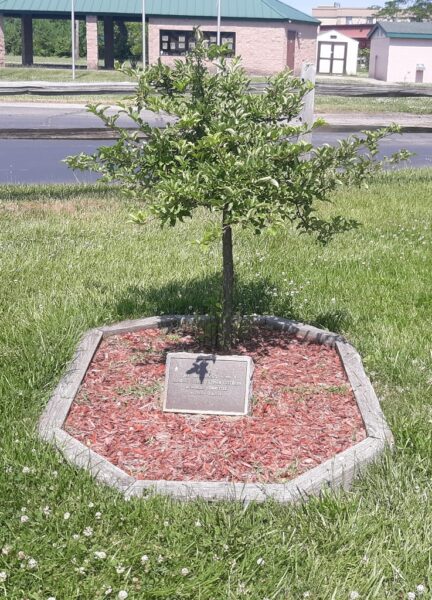 MONROE COUNTY VIETNAM VETERANS MEMORIAL TREE