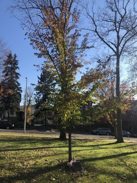 GARY L.W. SPALDING WAR MEMORIAL TREE