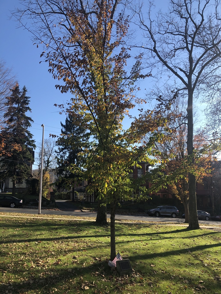 GARY L.W. SPALDING WAR MEMORIAL TREE