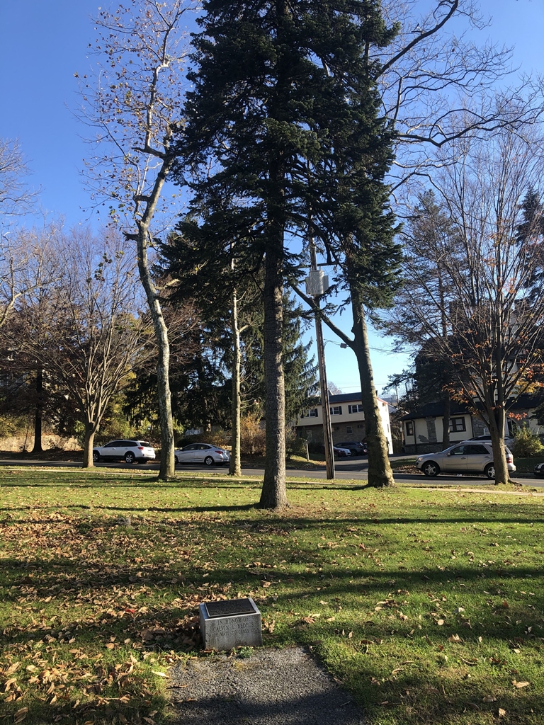 “THE FORGOTTEN WAR” MEMORIAL TREE