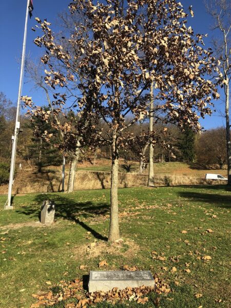 R.M. BUTTERWECK DETACHMENT MEMORIAL OAK