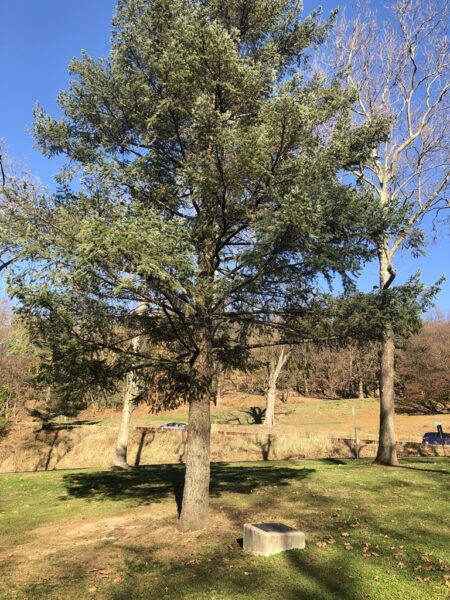 THE CAMEL TREE MEMORIAL