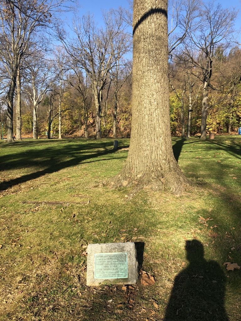 MAGNOLIACEAE-TULIP POPLAR WORLD WAR MEMORIAL TREE