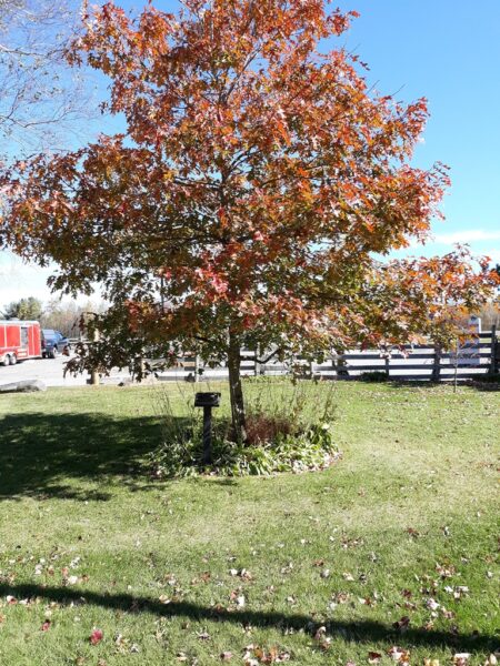 ECKLEY MINERS VILLAGE VETERANS MEMORIAL TREE
