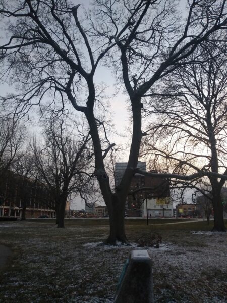 6TH OHIO VOL. INFANTRY MEMORIAL TREE