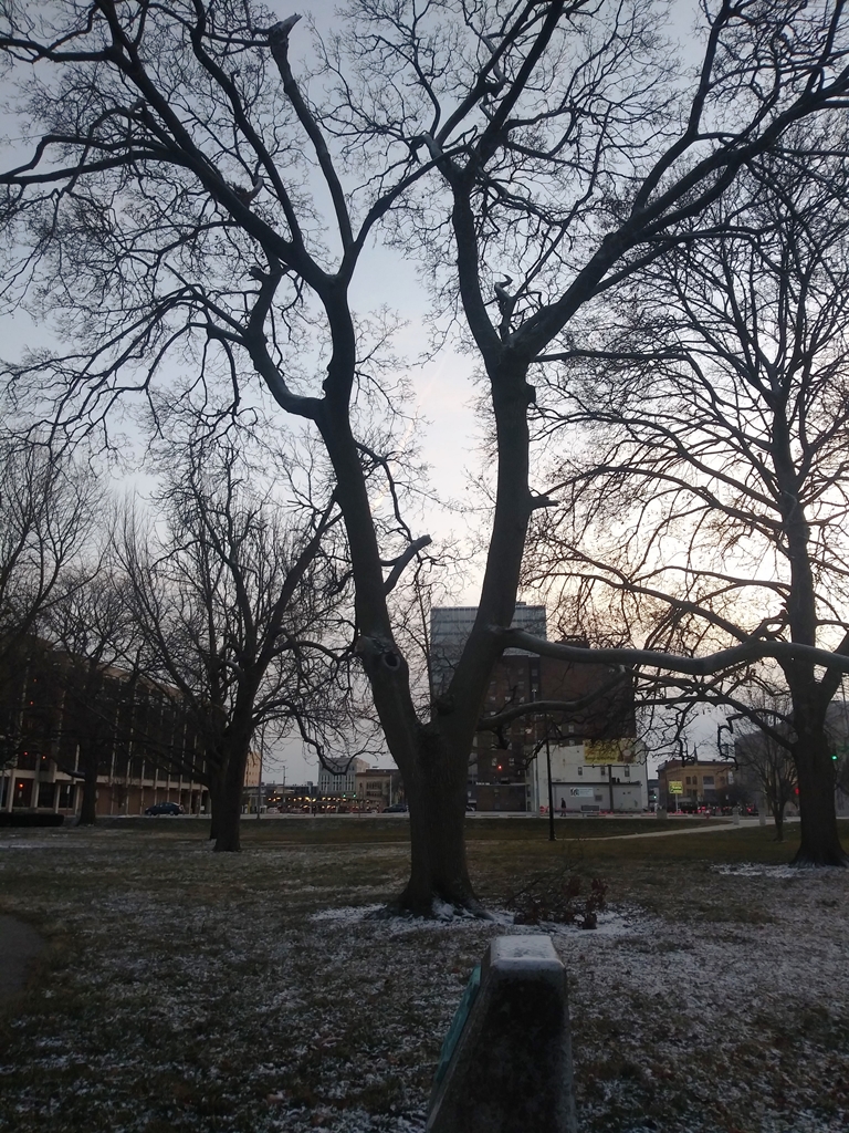6TH OHIO VOL. INFANTRY MEMORIAL TREE
