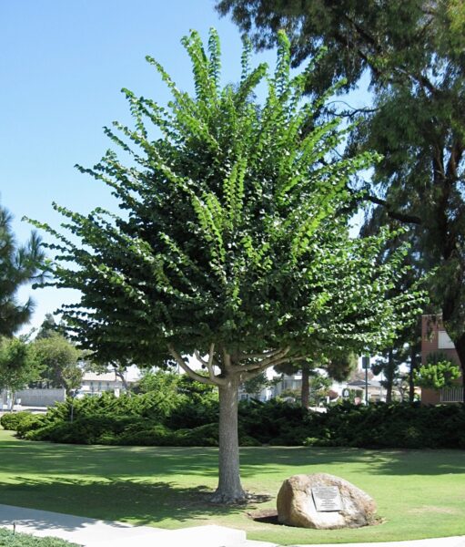 THE WASHINGTON ELM MEMORIAL TREE