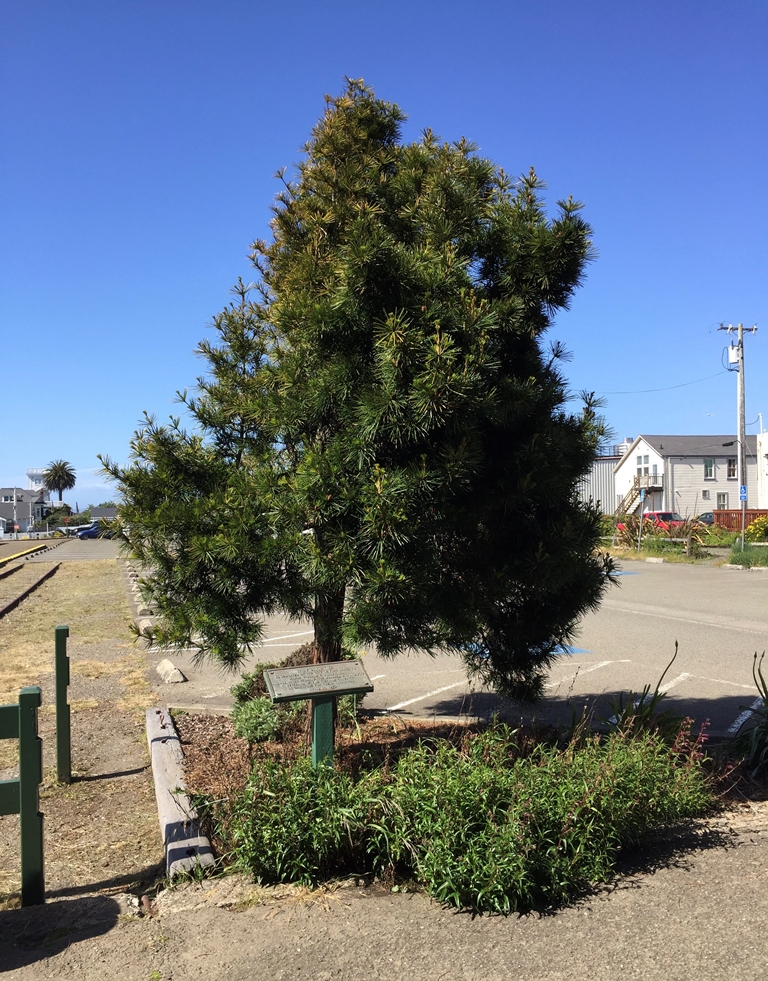 THIS FREEDOM TREE MAJOR WILLIAM F. MULLEN WAR MEMORIAL