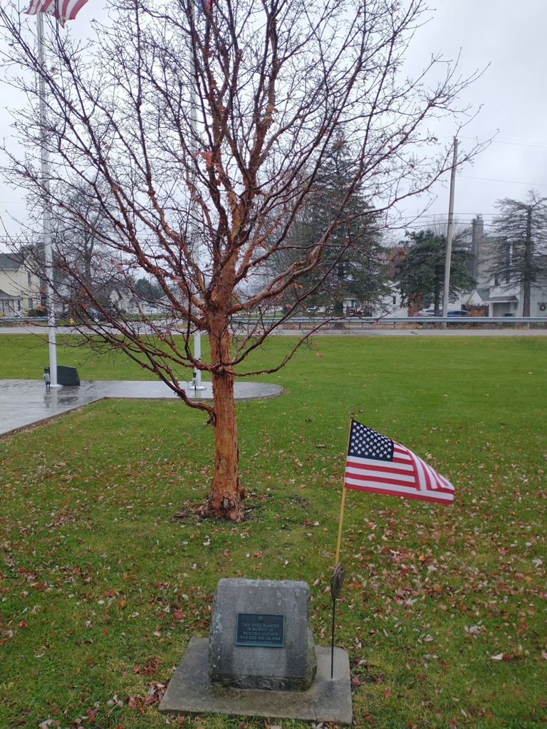 THIS TREE PLANTED MERLYN C. CASTNER WAR MEMORIAL