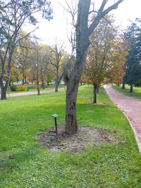 SGT. JAMES J. FEENEY WAR MEMORIAL TREE