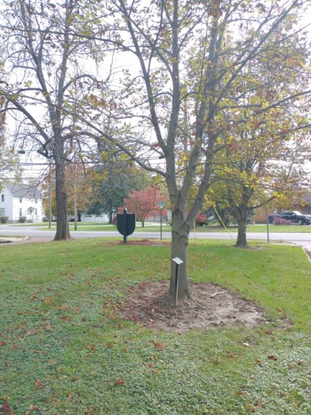 ROBERT R. BENNER WAR MEMORIAL TREE
