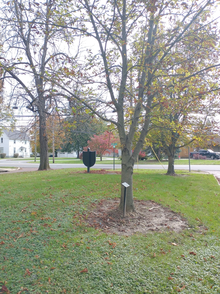 ROBERT R. BENNER WAR MEMORIAL TREE